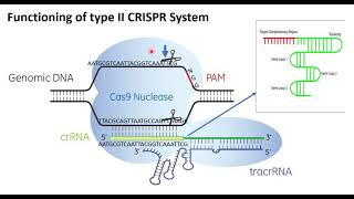 Gene editing by CRISPR workshop Part I [upl. by Weitzman]