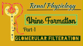 Urine Formation Physiology Part1Glomerular Filteration [upl. by Cirad]