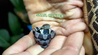 Tiny Snail Eating Snake 🐌🐍  ROARSOME ANIMALS [upl. by Eclud]