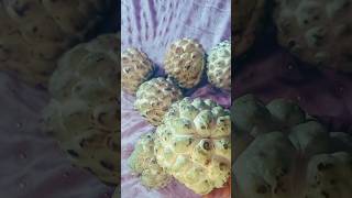 Easy methods to ripe custard apple at homecustardapple fruits ytshorts shortsfeed shortsviral [upl. by Rodger117]