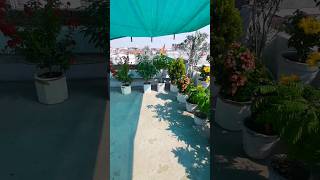 terrace garden view  Jasmine plant  summer plants  gardening plants [upl. by Holly-Anne470]