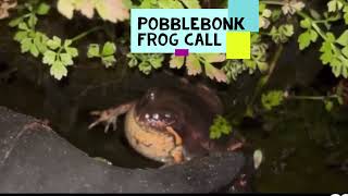 Pobblebonk Frog Call  Banjo Frog Limnodynastes dumerilii [upl. by Sawyer72]