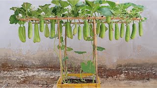 Secret to growing bottle gourd at home the fruit is large and delicious to eat [upl. by Deevan]