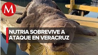 Atacan a Max nutria que se acerca a restaurantes de mariscos en Veracruz [upl. by Simon181]