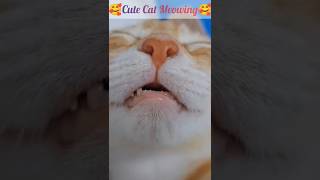 Cute cat meowing 😽😽  cute cat sound  cute cat voice animals viral shorts cat short [upl. by Nelg]