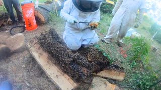 Nature is Amazing  Removing Honey Bees from a Tree [upl. by Gerstner]