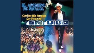 Corrido del Mayul En Vivo [upl. by Arraes471]