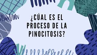 Pinocitosis y Endocitosis [upl. by Mccahill]