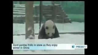 Panda Purzelbaum und Winterfreude in China [upl. by Hannibal692]