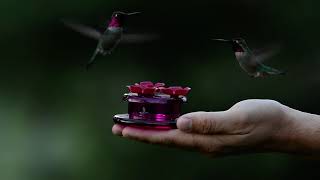 PerkyPet® Handheld amp Tabletop Hummingbird Feeder [upl. by Ecyned561]