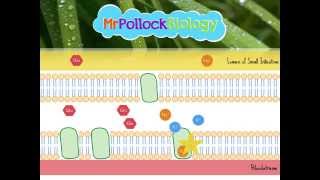 Absorption in the Small Intestine [upl. by Trovillion364]