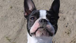 All about the Boston Terrier dog [upl. by Ezzo]