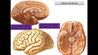 cerebro configuracion externa [upl. by Cory724]