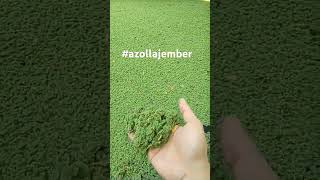 Azolla Organik azollafarming azollajember bibitazolla [upl. by Fabrianne]