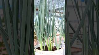 Container garden Green onion harvesting greenonion v87garden shorts gardening [upl. by Cianca253]