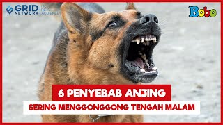 Fakta Menarik  Jangan Takut Ternyata ini Penyebab Anjing Menggonggong Saat Tengah Malam [upl. by Kcirdle]