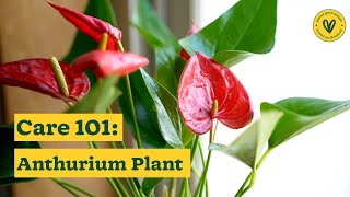 How to Take Care of Your Anthurium Plants  Anthurium Care Tips  Ugaoo [upl. by Hester411]