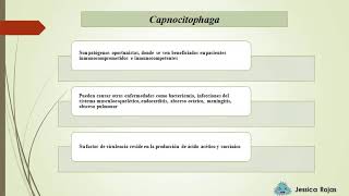 Anaerobios Facultativos  Capnocitophaga [upl. by Goer584]