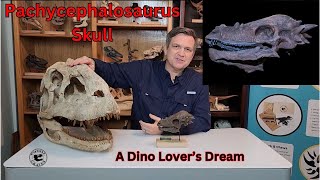 Lifesized And Scaled Pachycephalosaurus Skull  A Dino Lovers Dream [upl. by Trumaine]