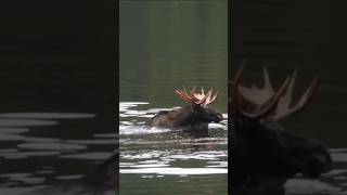 Moose and Elk Heavyweight Swimmers vs Marathon Runners [upl. by Malissa]