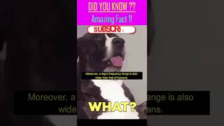 Did You Know Dogs Hear What We Can’t 🐶👂 shorts facts [upl. by Rhodes]