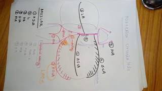 POSTERIOR CIRCULATION FOR MD EXAMS VIDEO 4 [upl. by Yajiv]