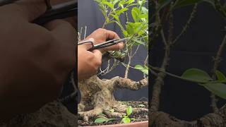 BONSAI KIMENG JUARA  BEST BONSAI [upl. by Ardnwahs]