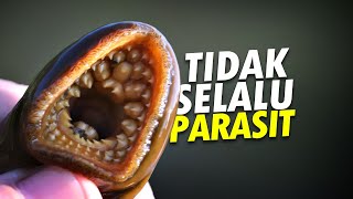 Lamprey yang Salah Dimengertey AlamSemenit [upl. by Linders]