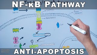 NFκB Pathway  Cell Survival Pathway [upl. by Rollecnahc]