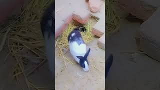 A female rabbit is building a nest for a young [upl. by Harland]