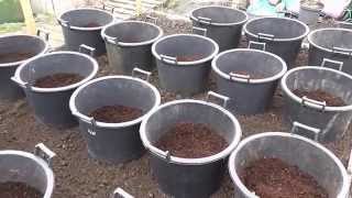 Allotment Diary  How I plant  grow my Container grown Potatoes [upl. by Jobina]