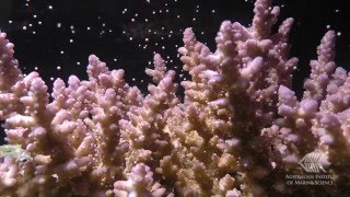 Coral spawning in the National Sea Simulator in 2015 [upl. by Dde]