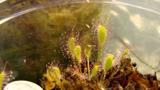 Drosera anglica tropical form Kanaele Bog Kauai Hawaii [upl. by Adnamahs548]