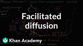 Facilitated diffusion  Membranes and transport  Biology  Khan Academy [upl. by Thevenot]