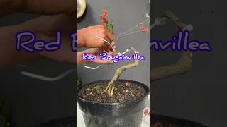 Making a Red Bougainvillea Bonsai Tree [upl. by Webster]