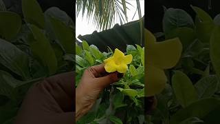 Yellow allamanda vine plant flowers youtub shorts viralvideo trending terracegardens [upl. by Nylkaj]