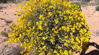 Brittlebush Flowers  Not Too Shabby [upl. by Suisyola]