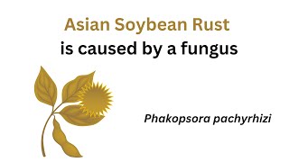 Global effort untangles huge genome of soybean fungus [upl. by Susanetta]