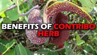 BENEFITS OF CONTRIBO HERB I DUCK FLOWER I ARISTOLACHIA TRILOBATAS [upl. by Roe109]