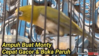 AMPUH MEMBUAT PLECI MONTY BUKA PARUH  PANCINGAN PLECI MONTY BETINA [upl. by Fasta769]