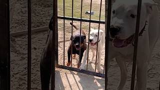 Rottweiler and Dogos are living together at SHK farm [upl. by Ita]