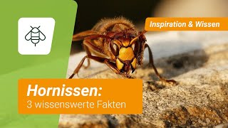 Hornissen 3 wissenswerte Fakten [upl. by Sol716]