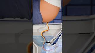 COBRA NO VASO SANITÁRIO 😱 curiosidades impressionante curiosidade [upl. by Argent672]