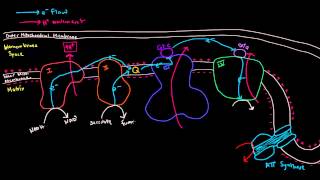 Electron Transport Chain Part 3 of 3  Oxidative Phosphorylation Chemiosmosis ATP Synthase [upl. by Rooney]