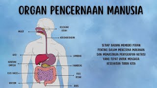 Organ Pencernaan Manusia [upl. by Heddi]