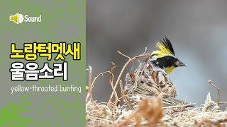 노랑턱멧새 울음소리 yellowthroated bunting song [upl. by Cleaves58]