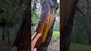 Madrone Trees Are Amazing [upl. by Brade913]