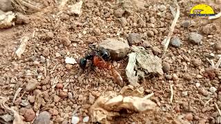 Ants War  Termites VS Ants [upl. by Avahc]