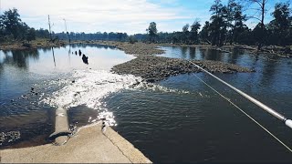 NEPEAN river fishing REPORT 24062024  GIVEAWAY [upl. by Narik]