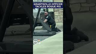 Grantsville officer tackles a rogue pig [upl. by Engvall]